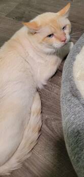 Siamese Cats Available for Adoption - Hemi | PetCurious