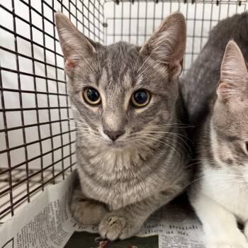 Mimosa -  Domestic Short Hair Cat for Adoption in Edinburg, Texas - Mimosa | PetCurious
