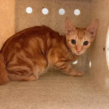 Duke Donut -  Domestic Short Hair Cat for Adoption in Philadelphia, Pennsylvania - Duke Donut | PetCurious