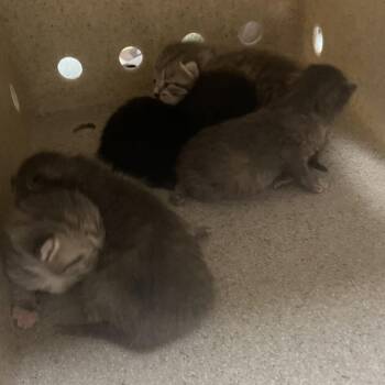 beta -  Domestic Short Hair Cat for Adoption in Philadelphia, Pennsylvania - Beta | PetCurious