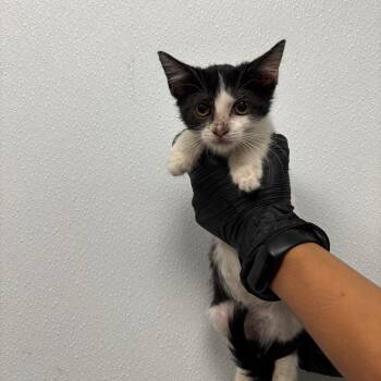 Sparrow -  Domestic Short Hair Cat for Adoption in Abilene, Texas - Sparrow | PetCurious