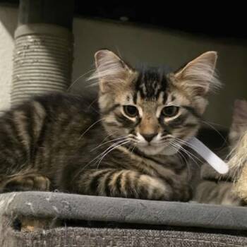 Rescue Domestic Long Hair Cats for Adoption in Jacksonville, Oregon - Macadamia | PetCurious