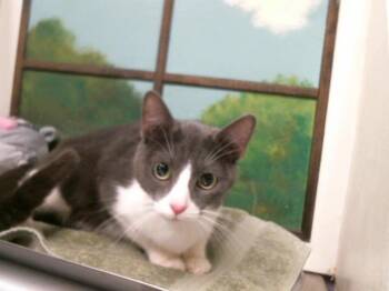Domestic Short Hair Cats Available for Adoption in Houston, Texas - LISA | PetCurious