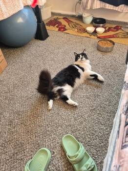 Domestic Long Hair Cats Available for Adoption in New York, New York - Kate | PetCurious