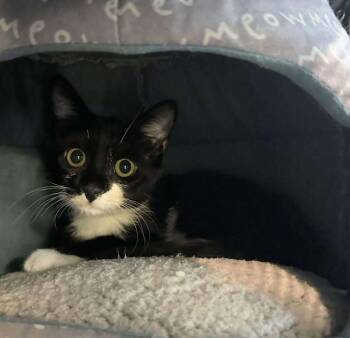 Rescue Domestic Short Hair Cats for Adoption in Dale City, Virginia - Jimi Hendrix | PetCurious