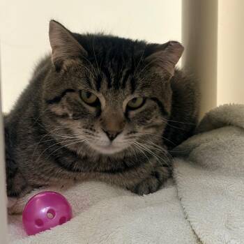 Domestic Short Hair Cats Available for Adoption - Tigress | PetCurious
