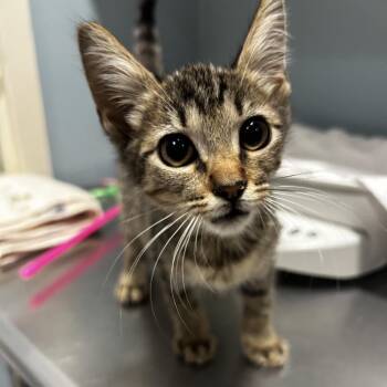 Gummy Worm -  Domestic Short Hair Cat for Adoption in Chattanooga, Tennessee - Gummy Worm | PetCurious