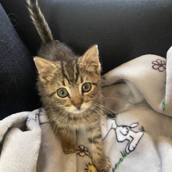 Domestic Short Hair Cats Available for Adoption in Nutley, New Jersey - Sènor Maurice | PetCurious