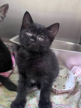 Petal -  Domestic Short Hair Cat for Adoption in Pomona, New York - Petal | PetCurious