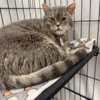 Domestic Medium Hair Cats Available for Adoption in Normal, Illinois - Grayson | PetCurious