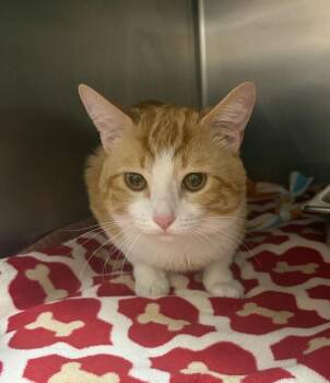 Woodstock -  Domestic Short Hair Cat for Adoption in Black Eagle, Montana - Woodstock | PetCurious