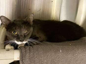 Domestic Short Hair Cats Available for Adoption in Tustin, California - ROBERT | PetCurious