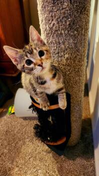 Margarita -  Domestic Short Hair Cat for Adoption in Wilmington, North Carolina - Margarita | PetCurious