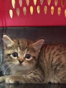 Rescue Domestic Medium Hair and Domestic Short Hair Cats for Adoption in San Antonio, Texas - Holly | PetCurious
