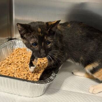 Oona -  Domestic Short Hair Cat for Adoption in Greensboro, North Carolina - Oona | PetCurious