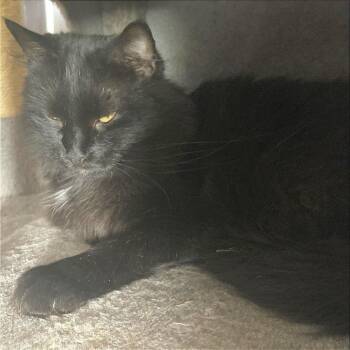 Hazy -  Domestic Long Hair Cat for Adoption in Midland, Texas - Hazy | PetCurious