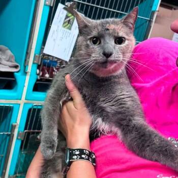 Songbird -  Domestic Short Hair Cat for Adoption in Edwardsville, Illinois - Songbird | PetCurious