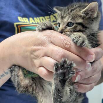 Hanson -  Domestic Short Hair Cat for Adoption in Canton, Illinois - Hanson | PetCurious