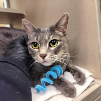 Domestic Short Hair Cats Available for Adoption in Pueblo, Colorado - GRAYSON | PetCurious