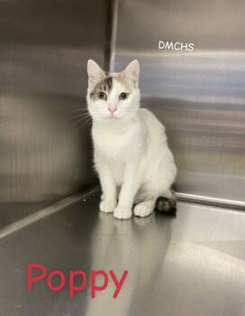 Rescue Domestic Short Hair Cats for Adoption in Burlington, Iowa - Poppy | PetCurious