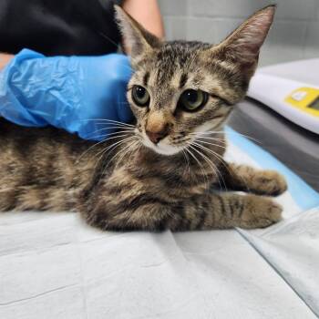 Brenda -  Domestic Short Hair Cat for Adoption in Summerville, South Carolina - Brenda | PetCurious
