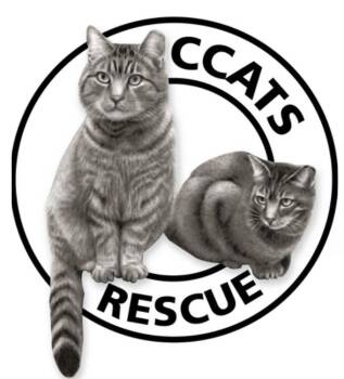 Rescue Domestic Medium Hair Cats for Adoption in Springfield, Oregon - Mr Ambrose Fluffypants | PetCurious