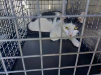 Rescue Domestic Short Hair Cats for Adoption in Fort Lauderdale, Florida - LEO | PetCurious