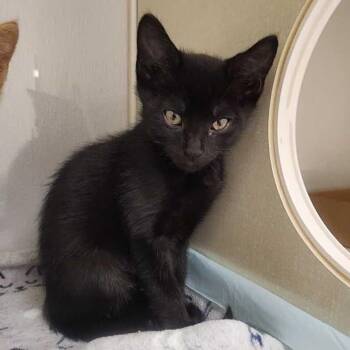 Rocco -  Domestic Short Hair Cat for Adoption in Sunnyvale, California - Rocco | PetCurious