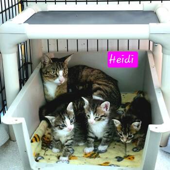 Heidi -  Domestic Short Hair Cat for Adoption in Jessup, Maryland - Heidi | PetCurious