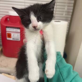 Michael -  Domestic Short Hair Cat for Adoption in Pekin, Illinois - Michael | PetCurious