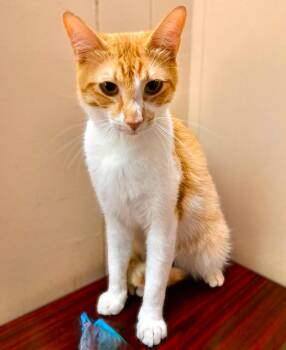 Domestic Short Hair and Tabby Cats Available for Adoption in Fort Myers, Florida - Sol | PetCurious