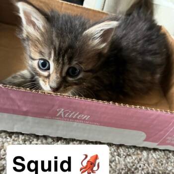 0626-131 Squid -  Domestic Medium Hair Cat for Adoption in Abingdon, Maryland - 0626-131 Squid | PetCurious