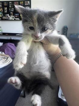 Domestic Short Hair Cats Available for Adoption in West Chester, Pennsylvania - Mary | PetCurious