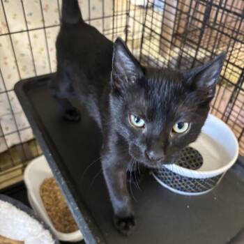 Roger -  Domestic Short Hair Cat for Adoption in Webster, Texas - Roger | PetCurious