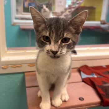 Kala -  Domestic Short Hair Cat for Adoption in Fresno, California - Kala | PetCurious