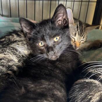 Elton -  Domestic Short Hair Cat for Adoption in Saginaw, Michigan - Elton | PetCurious