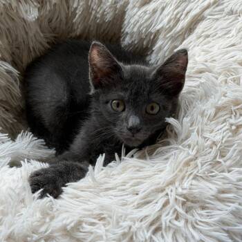 Blue -  Russian Blue Cat for Adoption in Mount Vernon, Arkansas - Blue | PetCurious