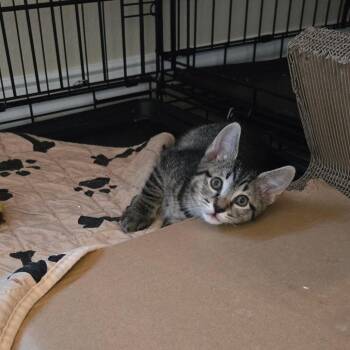 Domestic Short Hair Cats Available for Adoption in Austin, Texas - Rocket The Raccoon 4 | PetCurious