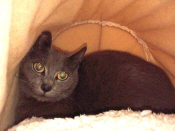 Domestic Short Hair Cats Available for Adoption in Hardeeville, South Carolina - Smokey | PetCurious