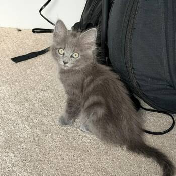 Corner Kick -  Domestic Medium Hair Cat for Adoption in Los Angeles, California - Corner Kick | PetCurious