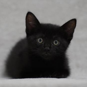 Sherbert -  Domestic Short Hair Cat for Adoption in Sunnyvale, California - Sherbert | PetCurious