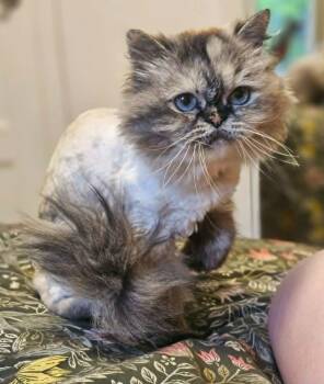 Huguette -  Himalayan Cat for Adoption in Chertsey, Quebec - Huguette | PetCurious