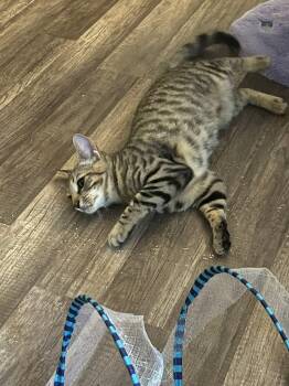 Rescue Domestic Short Hair Cats for Adoption in Baton Rouge, Louisiana - Crunchy Butter Lettuce | PetCurious