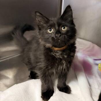 Corn -  Domestic Medium Hair Cat for Adoption in Palm Springs, California - Corn | PetCurious