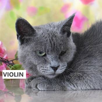 Violin -  Domestic Short Hair Cat for Adoption in Yuma, Arizona - Violin | PetCurious