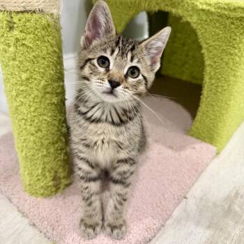 Daphine 2 -  Domestic Short Hair Cat for Adoption - Daphine 2 | PetCurious