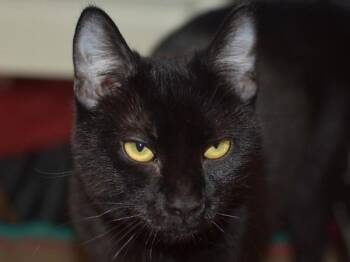 Domestic Short Hair Cats Available for Adoption in Portland, Oregon - Crow | PetCurious