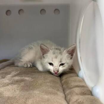 Domestic Short Hair Cats Available for Adoption in Bastrop, Texas - May 26-05-144 | PetCurious