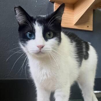 Grace -  Domestic Short Hair Cat for Adoption in Las Vegas, Nevada - Grace | PetCurious