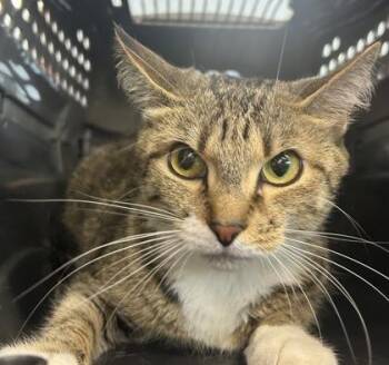 Pita Chip -  Domestic Short Hair Cat for Adoption in West Chester, Pennsylvania - Pita Chip | PetCurious